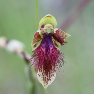 Blue orchid flower with yellow center on green stem and leaves.