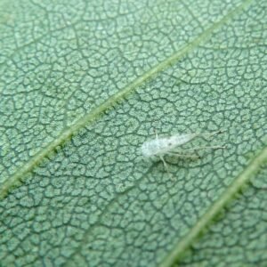 Calodendrum capense blad met unieke textuur.