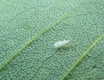 Calodendrum capense blad met unieke textuur.