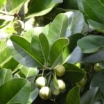 Calophyllum inophyllum boom met groene bladeren en witte bloemen.