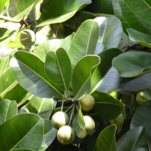 Calophyllum inophyllum boom met groene bladeren en witte bloemen.