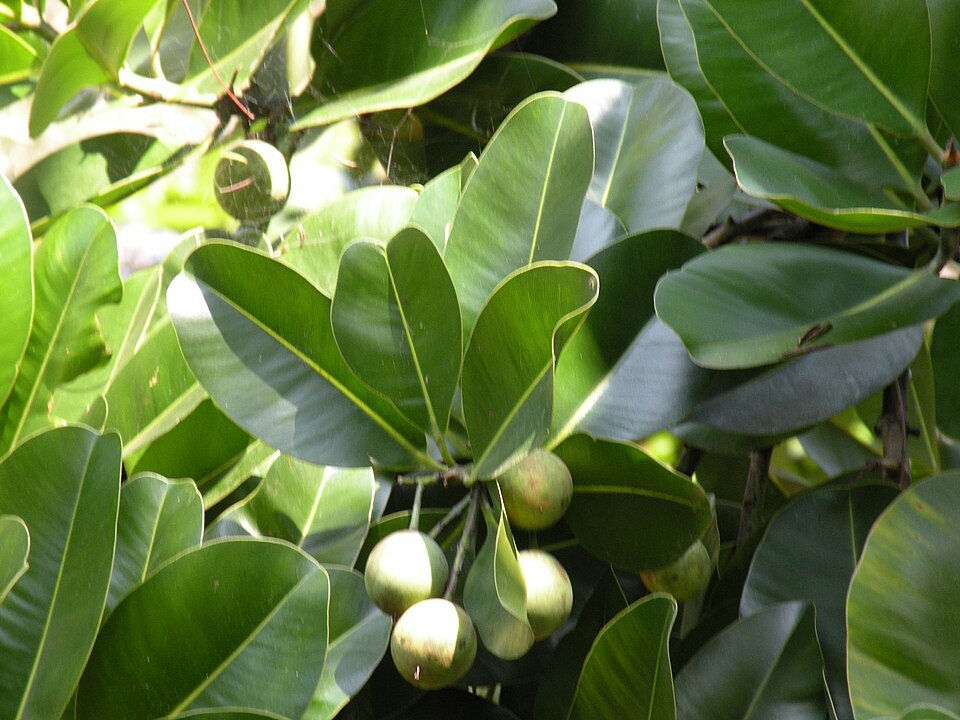Calophyllum inophyllum boom met groene bladeren en witte bloemen.