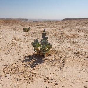 Calotropis procera bloem op kleigrond.