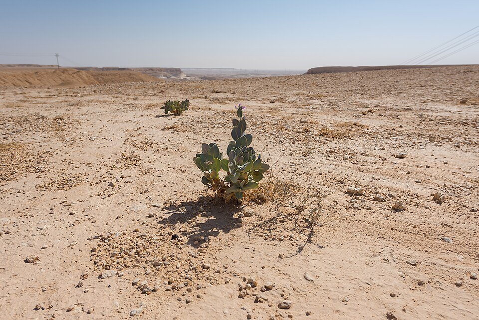 Calotropis procera bloem op kleigrond.