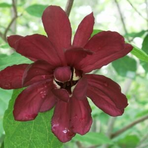 Bloeiende Calycanthus met dieprode bloemblaadjes en groene bladeren.