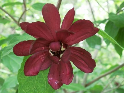 Bloeiende Calycanthus met dieprode bloemblaadjes en groene bladeren.