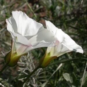 White Calystegia macrostegia flowers blooming in natural setting with green leaves.