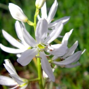 Blauwe Camassia quamash bloem in bloei op groene achtergrond.