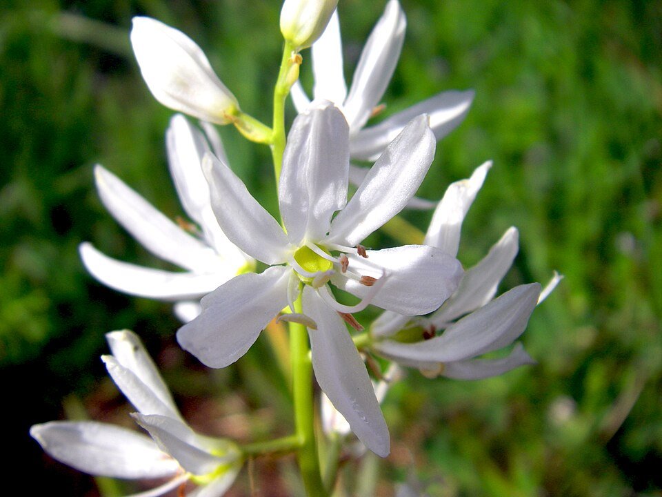Blauwe Camassia quamash bloem in bloei op groene achtergrond.