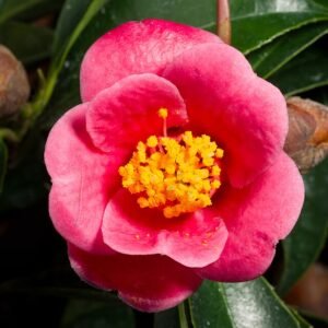 Camellia hongkongensis bloemen in close-up, roze en wit.