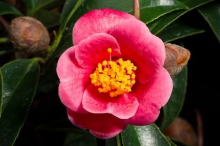 Camellia hongkongensis bloemen in close-up, roze en wit.
