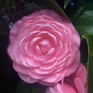 Roze en witte bloemen van Camellia japonica 'Prince Frederick William'.