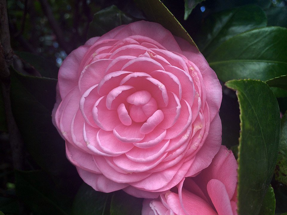 Roze en witte bloemen van Camellia japonica 'Prince Frederick William'.