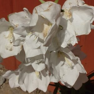 Witte Campanula bloem met groene bladeren op een juni dag.