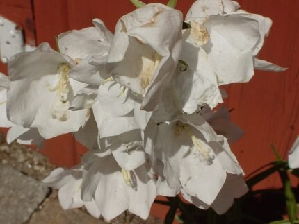 Witte Campanula bloem met groene bladeren op een juni dag.