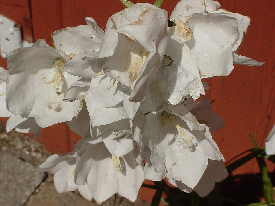 Witte Campanula bloem met groene bladeren op een juni dag.