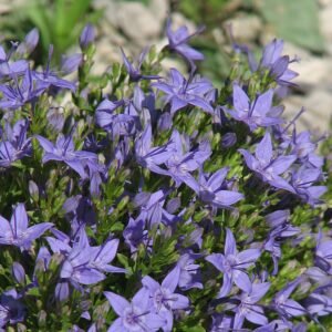 Klokjesbloem plant in bloei, paarse bloemen met groene bladeren.