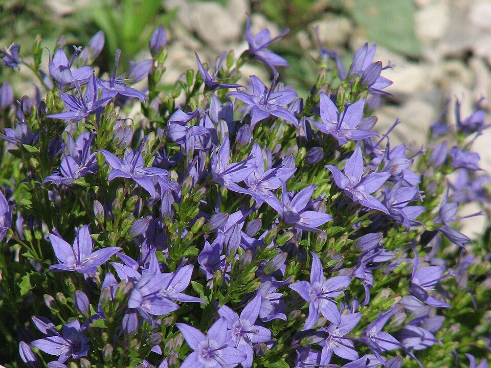 Klokjesbloem plant in bloei, paarse bloemen met groene bladeren.