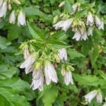 Campanula takesimana bloeiende paarse klokvormige bloemen met groene bladeren.