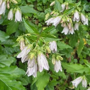 Campanula takesimana bloeiende paarse klokvormige bloemen met groene bladeren.