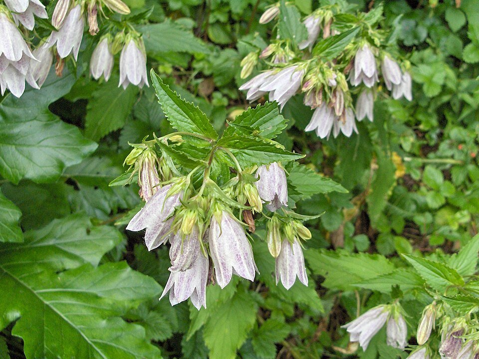 Campanula takesimana bloeiende paarse klokvormige bloemen met groene bladeren.