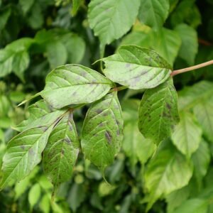 Campsis radicans met fel oranje bloemen en groen blad.