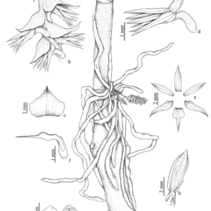 Campylocentrum pachyrrhizum orchidee illustratie met witte bloemen en groene bladeren.