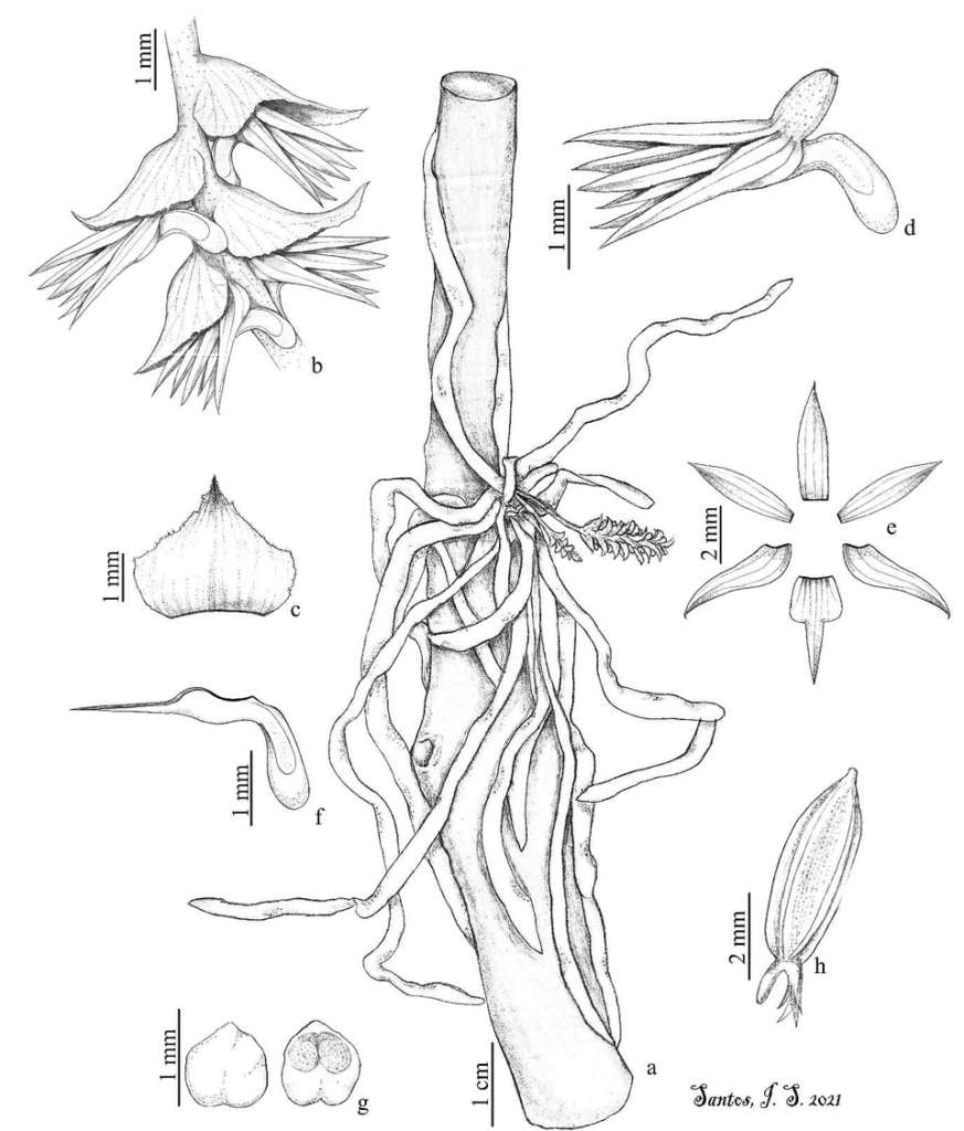 Campylocentrum pachyrrhizum orchidee illustratie met witte bloemen en groene bladeren.