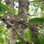 Syzygium nervosum plant with glossy green leaves and red berries.