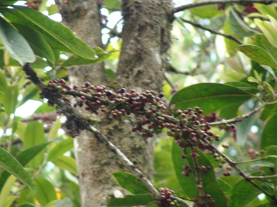 Syzygium nervosum plant with glossy green leaves and red berries.
