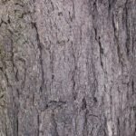 Oostelijke hemlockspar boomstam in Canadaanse natuurlijke omgeving.