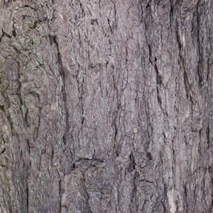 Oostelijke hemlockspar boomstam in Canadaanse natuurlijke omgeving.