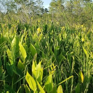 Gele bloem van Canna flaccida in close-up.