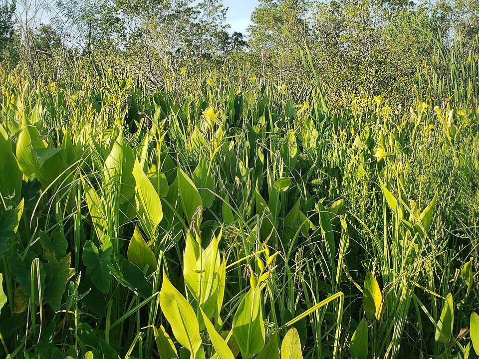 Gele bloem van Canna flaccida in close-up.