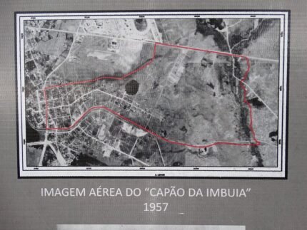Ocotea porosa boom in Capão da Imbuia, 1957.