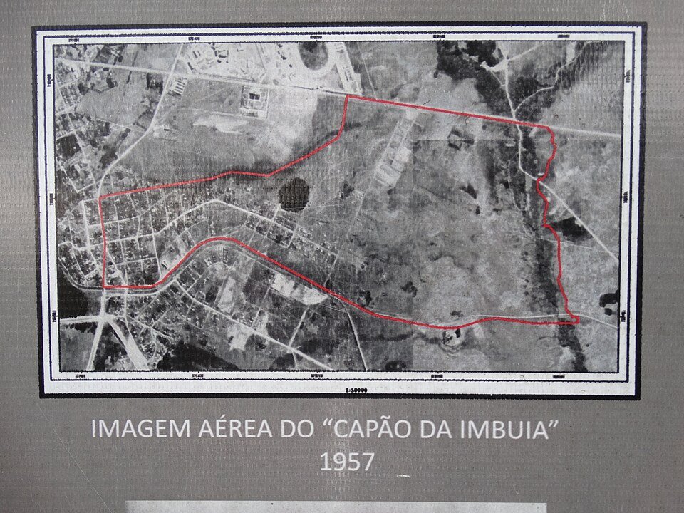 Ocotea porosa boom in Capão da Imbuia, 1957.