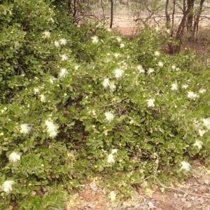 Capparis mitchellii plant met witte bloemen en groene bladeren.