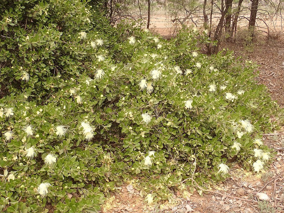Capparis mitchellii plant met witte bloemen en groene bladeren.