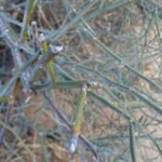 Capparis decidua plant met bloeiende witte bloemen en groene bladeren.