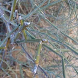 Capparis decidua plant met bloeiende witte bloemen en groene bladeren.