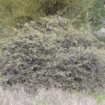 Capparis lasiantha struik met witte bloemen en ovale bladeren.