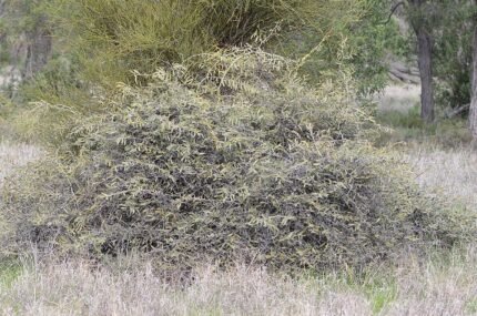 Capparis lasiantha struik met witte bloemen en ovale bladeren.