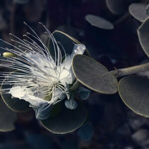 Kappertje plant met groene bladeren en bloemen tegen een zonnige achtergrond.