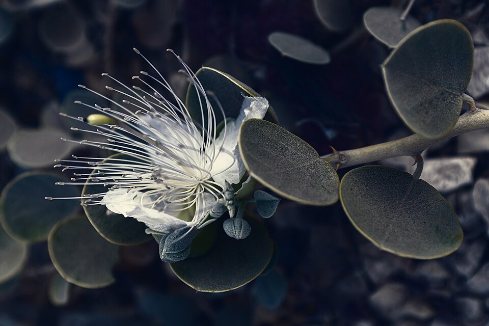 Kappertje plant met groene bladeren en bloemen tegen een zonnige achtergrond.
