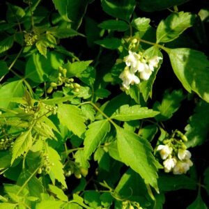 Cardiospermum grandiflorum bloem op Gomera, blauw-paarse bloemblaadjes en gele meeldraden.