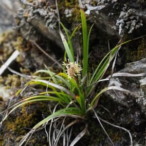Goudkleurige Carex chrysolepis plant met langwerpige bladeren.