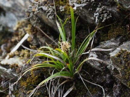 Goudkleurige Carex chrysolepis plant met langwerpige bladeren.