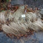 Carex comans siergras met lange, zachte, overhangende bladeren in Botanischer Garten.