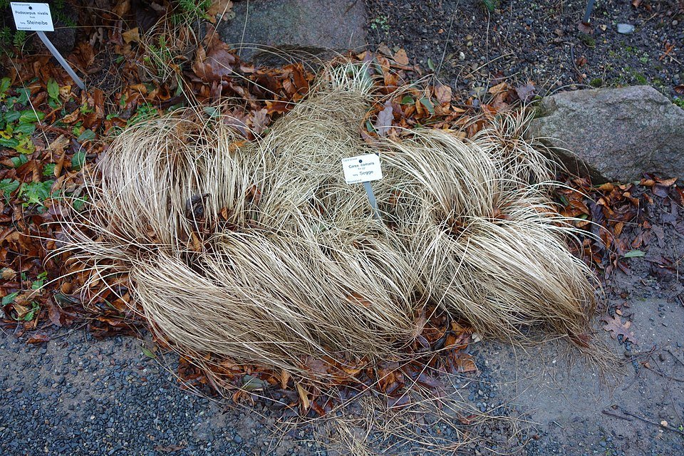 Carex comans siergras met lange, zachte, overhangende bladeren in Botanischer Garten.