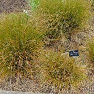 Carex dipsacea plant in tuin bij Hillier Gardens, Romsey, Hampshire, Engeland.